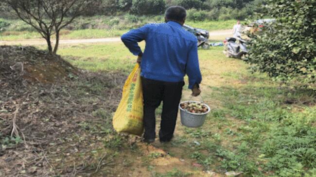 平江特产东山油茶被乱采，基地负责人报警！