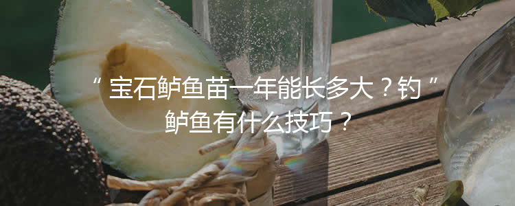 宝石鲈鱼苗一年能长多大？钓鲈鱼有什么技巧？