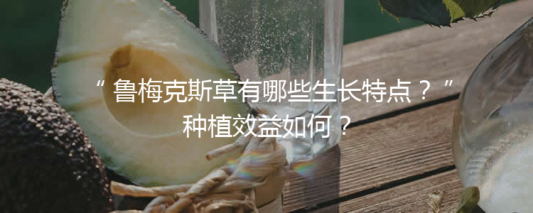 鲁梅克斯草有哪些生长特点？种植效益如何？