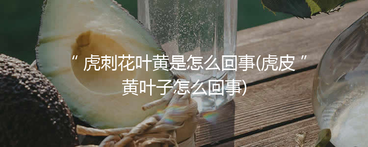 虎刺花叶黄是怎么回事(虎皮黄叶子怎么回事)