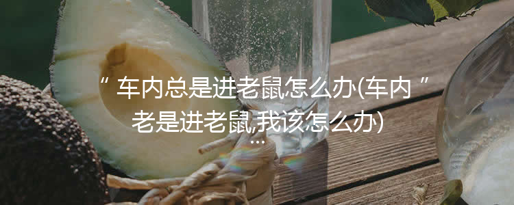 车内总是进老鼠怎么办(车内老是进老鼠,我该怎么办)