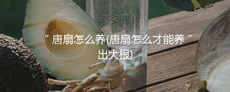 唐扇怎么养(唐扇怎么才能养出大根)