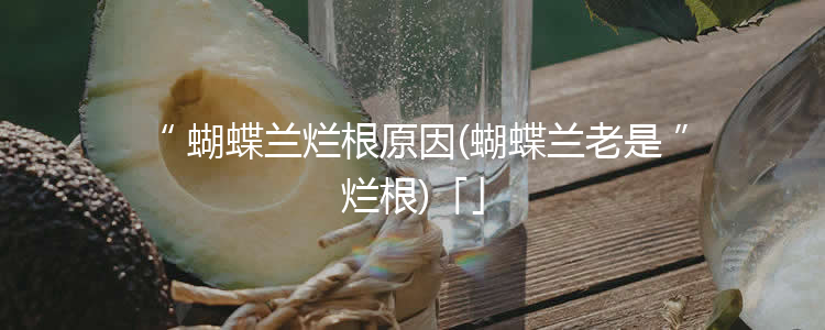 蝴蝶兰烂根原因(蝴蝶兰老是烂根)「」